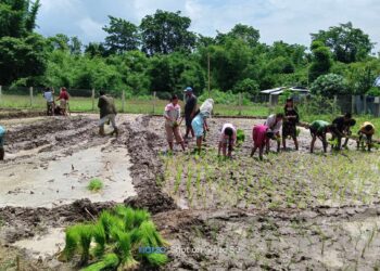 श्री बरपीपल मा. बि. कमलाबारीमा पढ्दै कमाउदै कार्यक्रम अन्तर्गत धान रोपाइँ सम्पन्न। फोटो फिचर