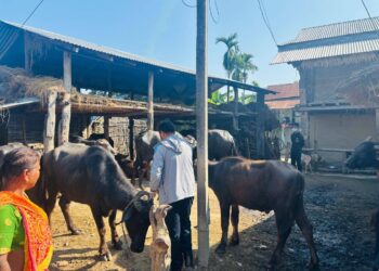 बेलका नगरपालिकामा खोरेत रोग विरुद्ध निःशुल्क खोप अभियान सुरु