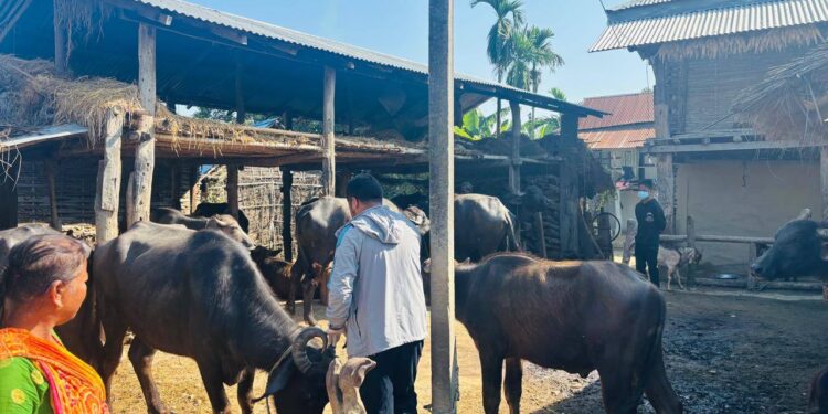 बेलका नगरपालिकामा खोरेत रोग विरुद्ध निःशुल्क खोप अभियान सुरु