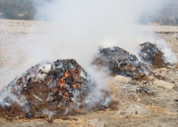 ईलाका प्रहरी कार्यालय रामपुर ठोक्सिला द्वारा ५७९ के.जि. गाँजा नष्ट