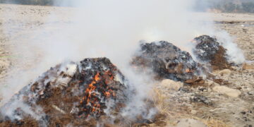 ईलाका प्रहरी कार्यालय रामपुर ठोक्सिला द्वारा ५७९ के.जि. गाँजा नष्ट