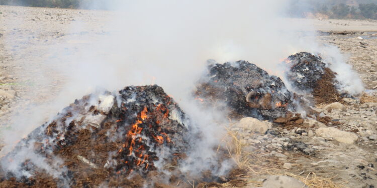 ईलाका प्रहरी कार्यालय रामपुर ठोक्सिला द्वारा ५७९ के.जि. गाँजा नष्ट